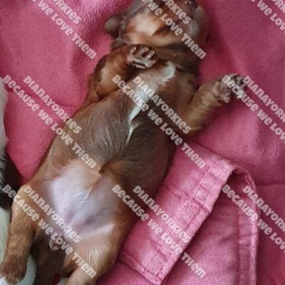 Dianayorkiespuppy 114