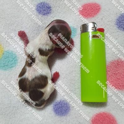 Dianayorkiespuppy 115