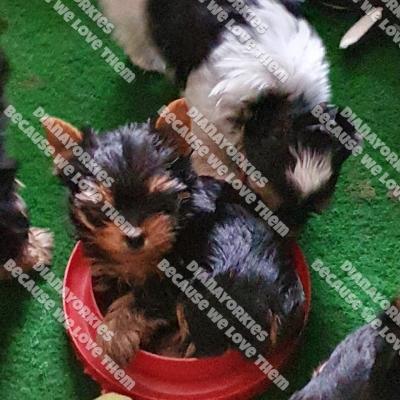Dianayorkiespuppy 116