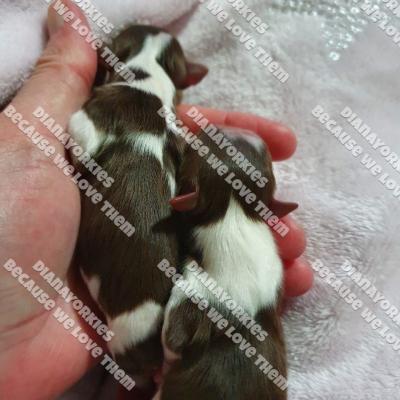 Dianayorkiespuppy 117