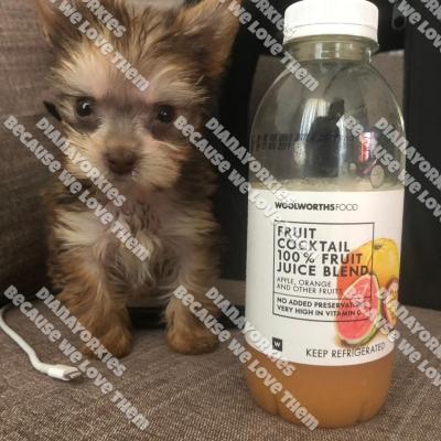 Dianayorkiespuppy 118