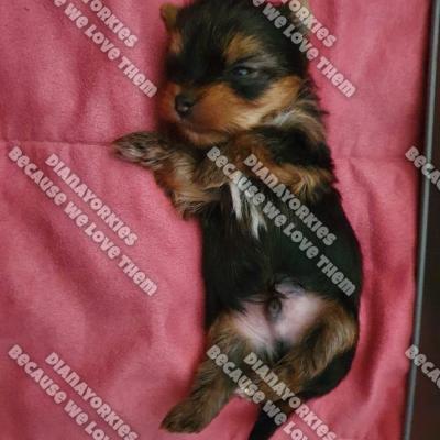 Dianayorkiespuppy 119