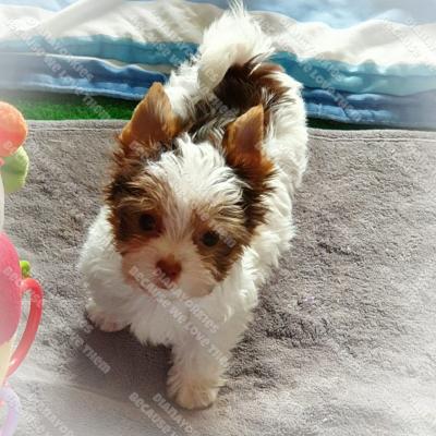 Dianayorkiespuppy 11