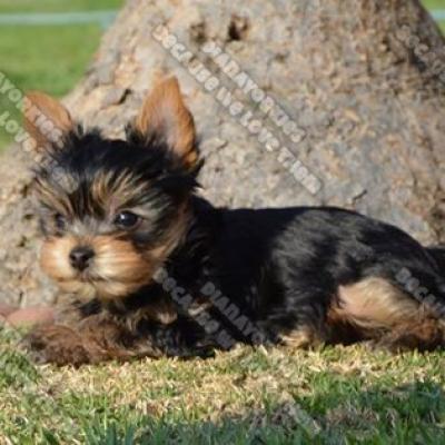 Dianayorkiespuppy 120