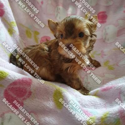 Dianayorkiespuppy 121