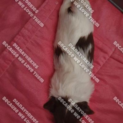 Dianayorkiespuppy 122