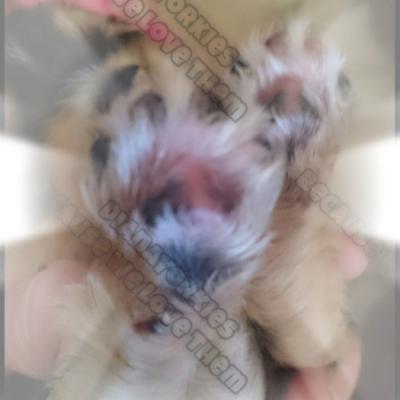 Dianayorkiespuppy 123