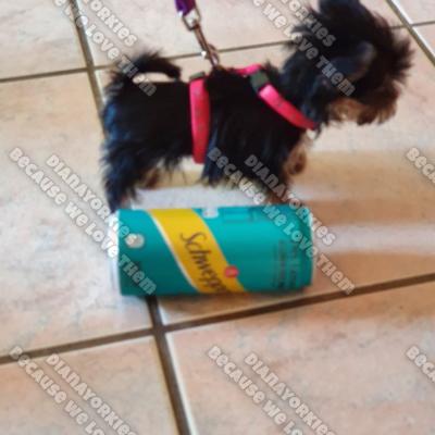 Dianayorkiespuppy 125