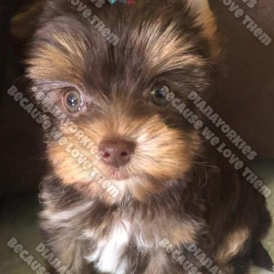 Dianayorkiespuppy 126