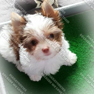 Dianayorkiespuppy 128