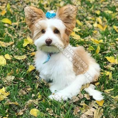 Dianayorkiespuppy 129