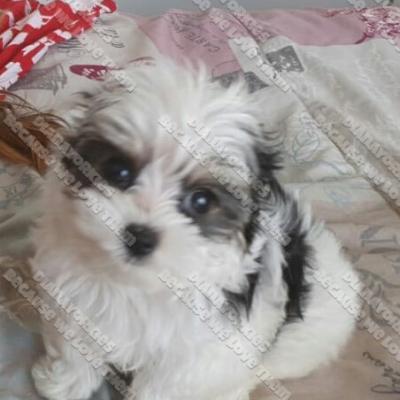 Dianayorkiespuppy 12