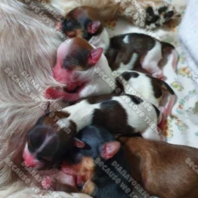 Dianayorkiespuppy 130