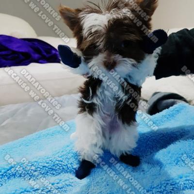 Dianayorkiespuppy 131