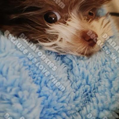 Dianayorkiespuppy 132