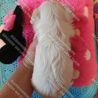 Dianayorkiespuppy 133