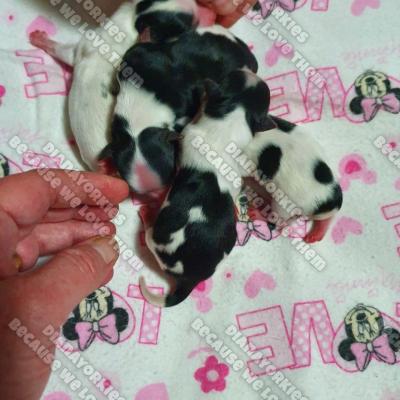 Dianayorkiespuppy 134