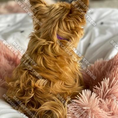 Dianayorkiespuppy 135