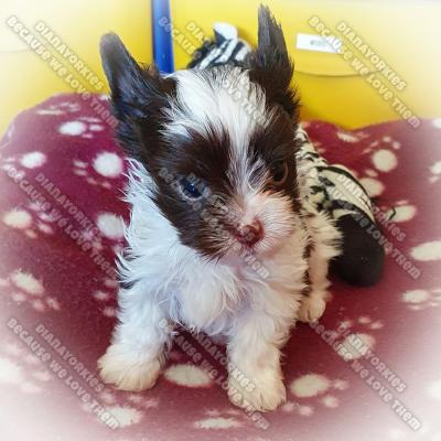 Dianayorkiespuppy 137