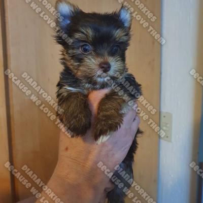 Dianayorkiespuppy 138