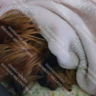 Dianayorkiespuppy 13