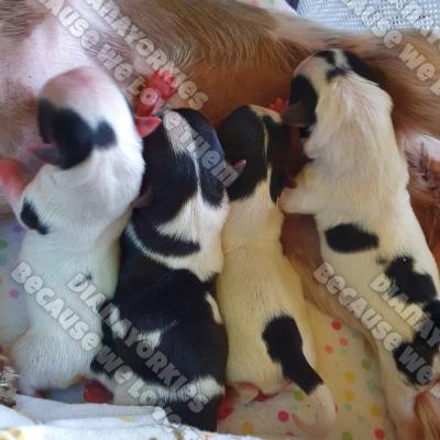 Dianayorkiespuppy 140