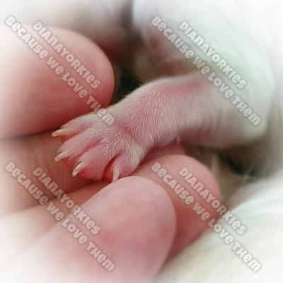 Dianayorkiespuppy 141