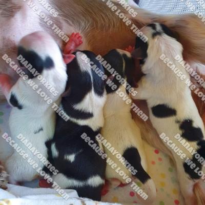 Dianayorkiespuppy 142