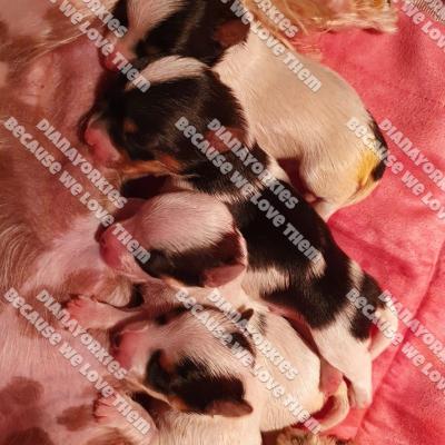 Dianayorkiespuppy 144