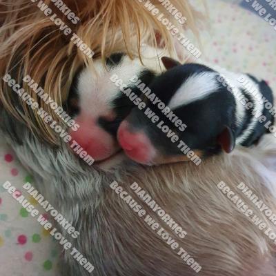 Dianayorkiespuppy 145