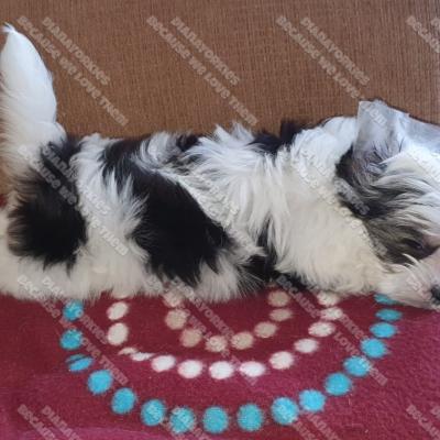 Dianayorkiespuppy 16