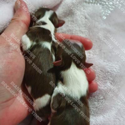 Dianayorkiespuppy 17