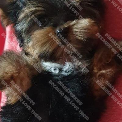 Dianayorkiespuppy 18