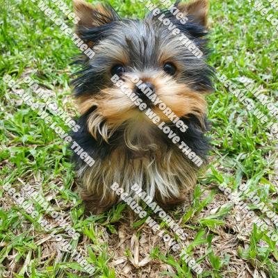 Dianayorkiespuppy 19