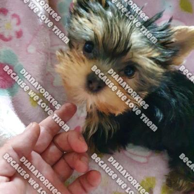 Dianayorkiespuppy 1