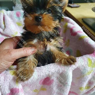 Dianayorkiespuppy 20