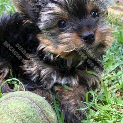 Dianayorkiespuppy 21