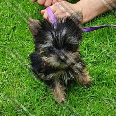 Dianayorkiespuppy 22