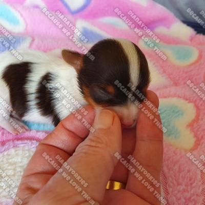 Dianayorkiespuppy 24