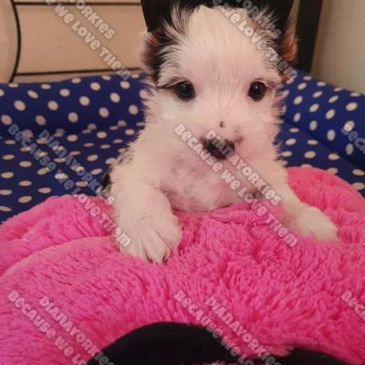 Dianayorkiespuppy 25