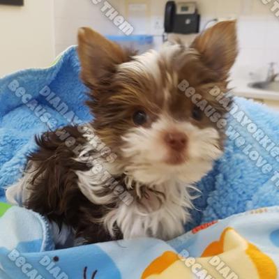 Dianayorkiespuppy 28