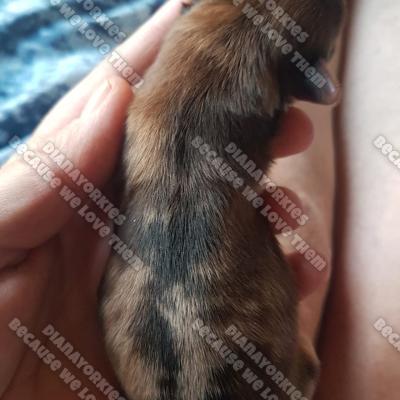 Dianayorkiespuppy 29