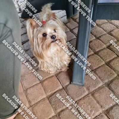 Dianayorkiespuppy 2