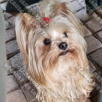 Dianayorkiespuppy 31