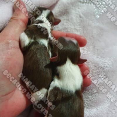 Dianayorkiespuppy 33