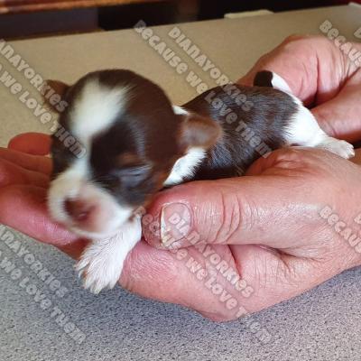 Dianayorkiespuppy 34