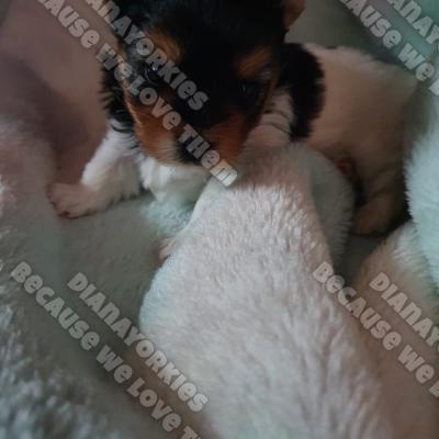 Dianayorkiespuppy 35