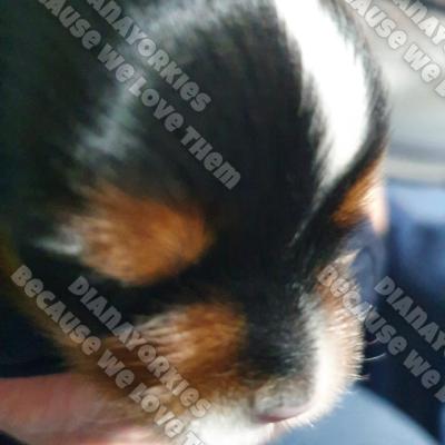 Dianayorkiespuppy 36