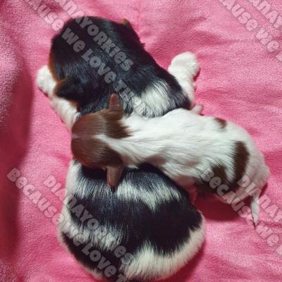 Dianayorkiespuppy 37