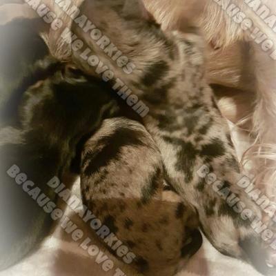 Dianayorkiespuppy 40